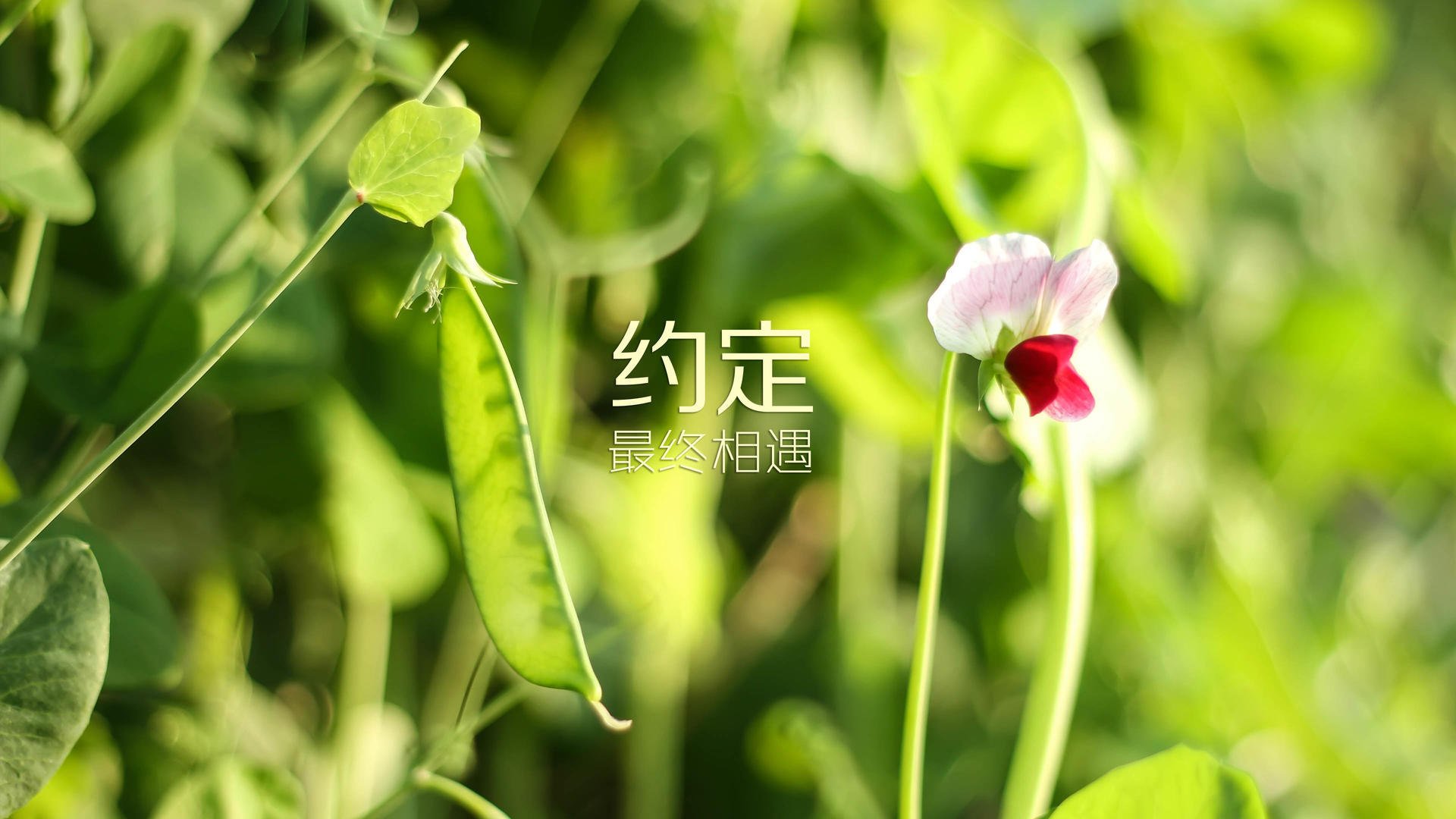 观看完整版最新电影（观看完整版最新电影网站）